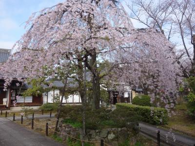 京では，上品蓮台寺の桜も外せない。そして，定番・豆餅をおみやげに買いました。