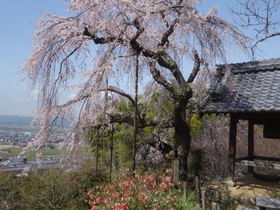 地蔵院の枝垂桜。山裾に咲くみごとな枝垂桜。