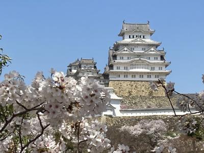 姫路城のお花見