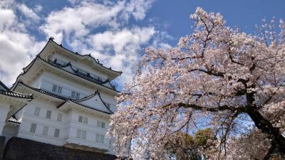 青空のもと 桜と小田原城のコラボは最高です！