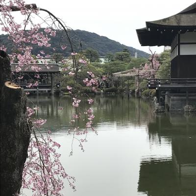 2022　桜・京都の桜　四日目　平安神宮