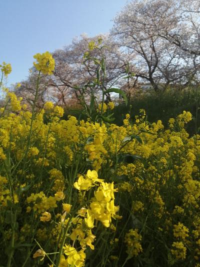 綾瀬川の桜堤 菜の花と桜の花☆2022/04/06