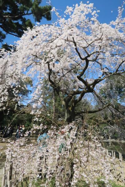 5年振りの京都桜めぐり