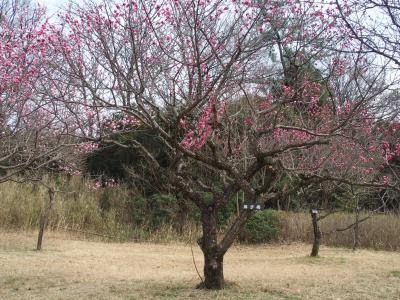 大高緑地公園梅林2022