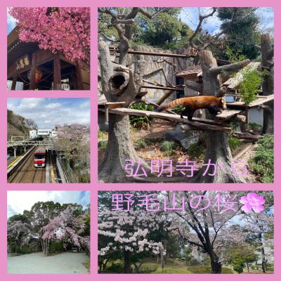 2022年3月　弘明寺から野毛山の桜