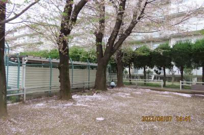 雪のように散り積もった花びらが見られる西鶴ケ岡公園