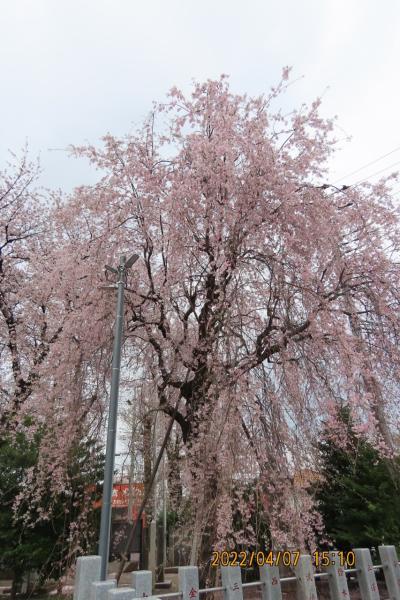 亀久保神明神社の枝垂れ桜