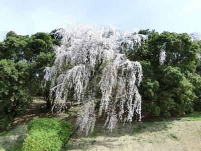 今年も「Gスポーツ・吹田ミリカ」付近の斜面に”優美＆力強く”咲いてくれました、１本の「エドヒガン（江戸彼岸）の枝垂れ桜」。（2022）