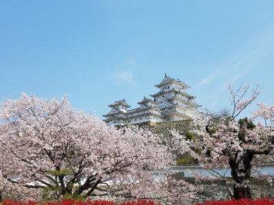 御城に桜、よく似合います、　世界遺産姫路城。