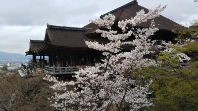 桜咲く京都へ!!②　清水寺～知恩院～哲学の路～銀閣寺、下鴨神社