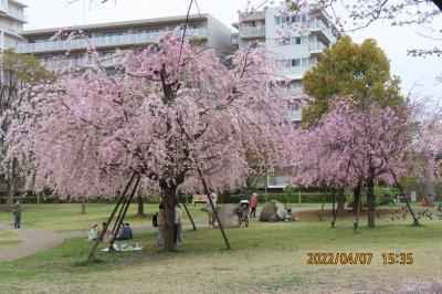 福岡中央公園の枝垂れ桜①