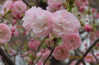 福岡中央公園の枝垂れ桜②
