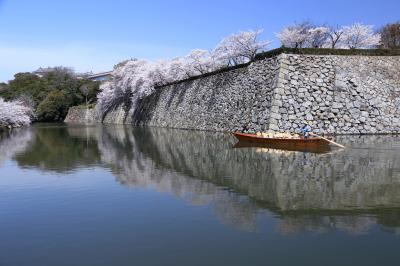 桜満開の城周辺を歩く- 姫路