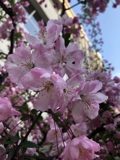 東京桜めぐり…そして春休み終了！