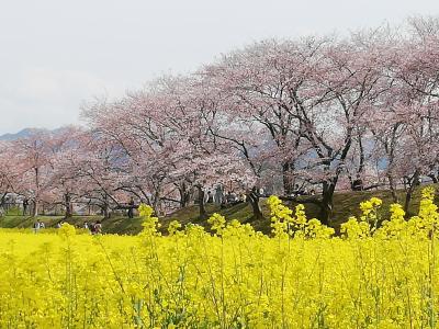 藤原京跡