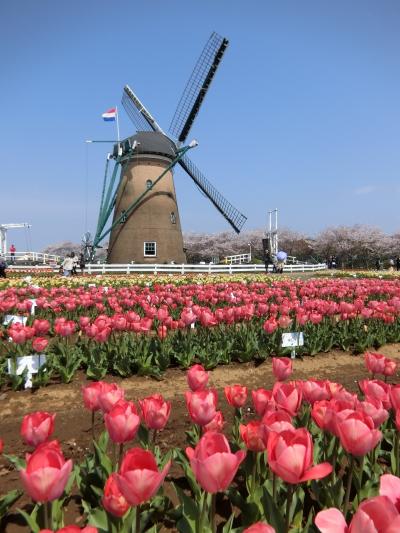 オランダのような風景。佐倉チューリップ。