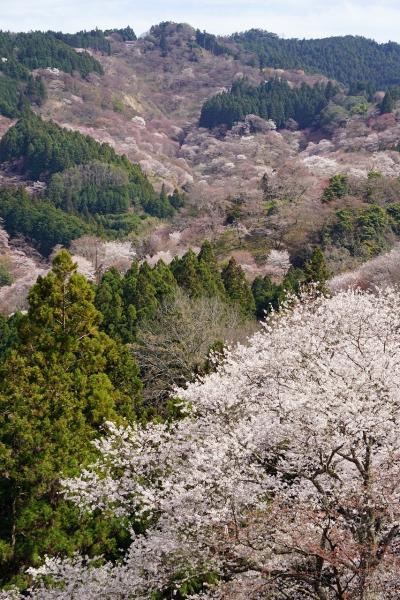 トラピックス　世界遺産高野山の宿坊に泊まる壇上伽藍ナイトツアーと吉野山千本桜（6）吉水神社を参拝し、一目千本から奥千本までを見渡す。