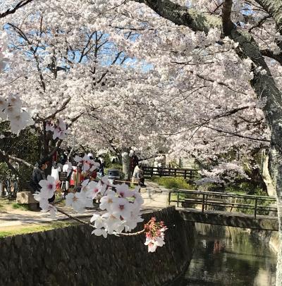 京都～山梨　サクラ＆モモの花いっぱいの春らんまん紀行