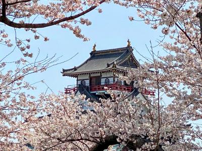 ☆満開の桜が見たくて清洲城へ  
