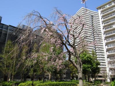 団地の枝垂れ桜(2)－2022年