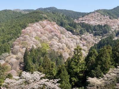 2022年4月 桜満開の吉野山　