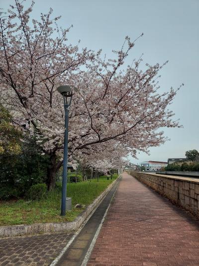 桜シーズン到来！桜の穴場求めて、尼崎を北から南へチャリで疾走?西武庫公園は人込みエグかったもんね(^^;)
