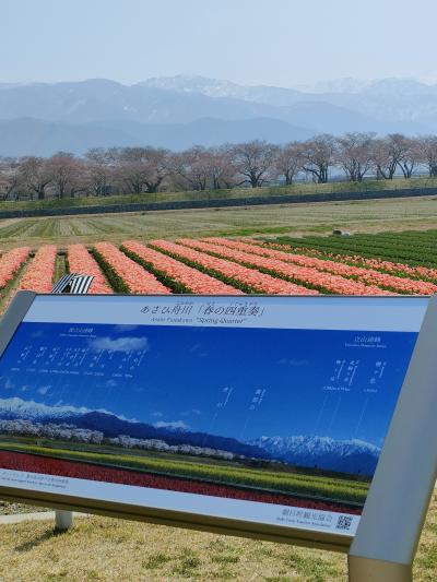 満開の桜！・兼六園 ＆ 春の四重奏？？あさひ舟川 ２日間　２日目