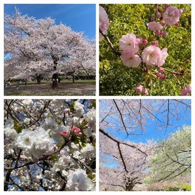 2022今年の桜は十分堪能できました＠井の頭公園