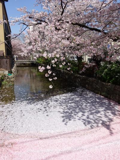春爛漫の京都で、桜を堪能しました　(2022春)