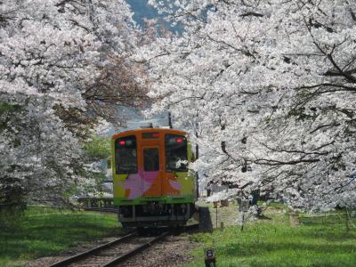 桜満開の樽見鉄道と根尾谷薄墨桜