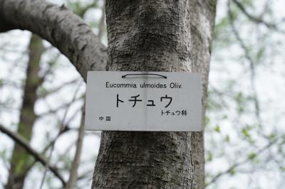 Japan 小石川植物園でオフ会　こんなに美しい公園だとは知らなかった！　～ミツバチばあやの冒険～