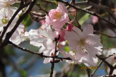 満開を過ぎた十月桜