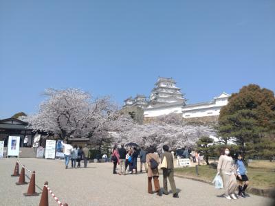 旅行体験記2022～姫路～桜が満開で大勢の観光客で大賑わい。お城以外に観光スポット・グルメ再発見！