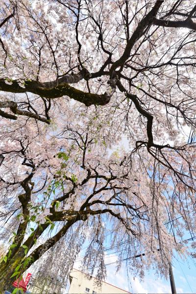 木曽川沿いの桜を、探し求めて巡り歩く。　　