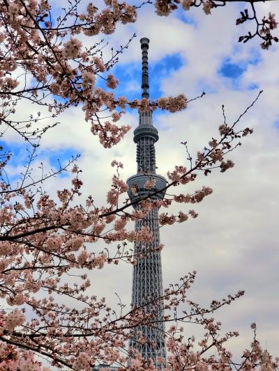 春のお江戸花巡り　浅草*スカイツリー*向島百花園