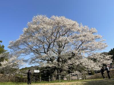 醍醐桜、そして津山城、湯郷温泉へ。
