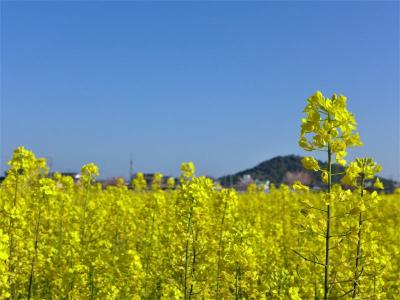 ウクライナ色の風景 ! 藤原京跡菜の花園