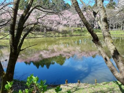最明寺史跡公園の桜