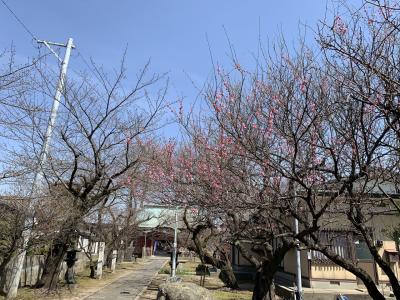 菅原神社へ梅の花鑑賞