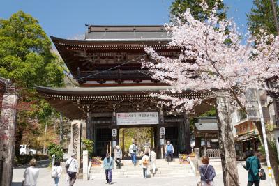 ■ さくら吹雪の谷汲山華厳寺と桜のトンネルを行く樽見鉄道