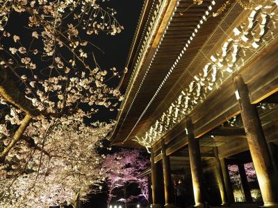 花あかりに誘われて 京都夜桜めぐり　 2022.3.31