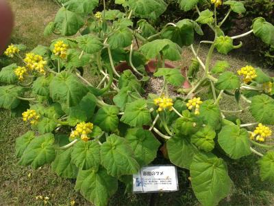 加西フラワーセンターの食虫植物展⑤