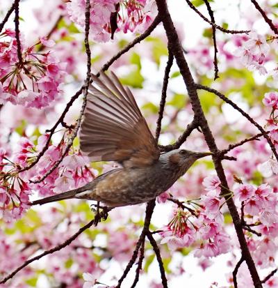 Japan　井の頭公園の桜と小鳥