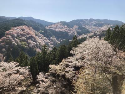 今年最後の桜パトロールは吉野山