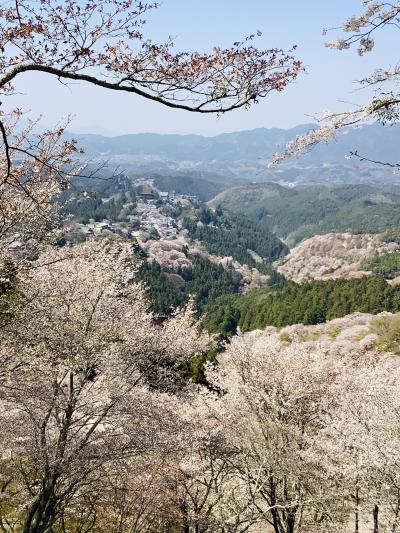 東京から新幹線と近鉄で桜満開の吉野へ　2泊3日