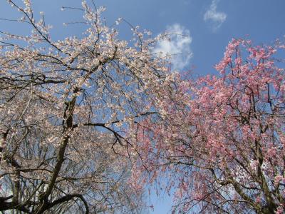 久々の紅白の枝垂れ桜（常陸風土記の丘）