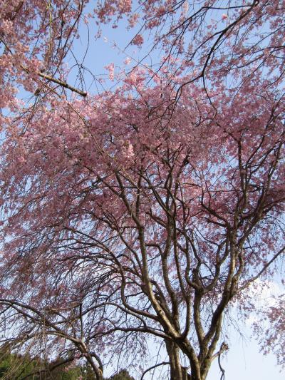 常陸風土記の丘の枝垂れ桜