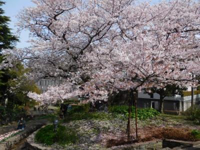 満開の桜の時期に横浜みなとみらい散策 2022