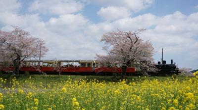 小湊鉄道の桜・菜の花と内房グルメ