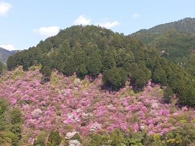 京都　桜***さくら***梅　<遠くに行けないならば近くに行こう>